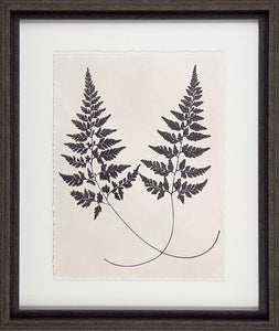 Vintage Fern Study Framed Pictures