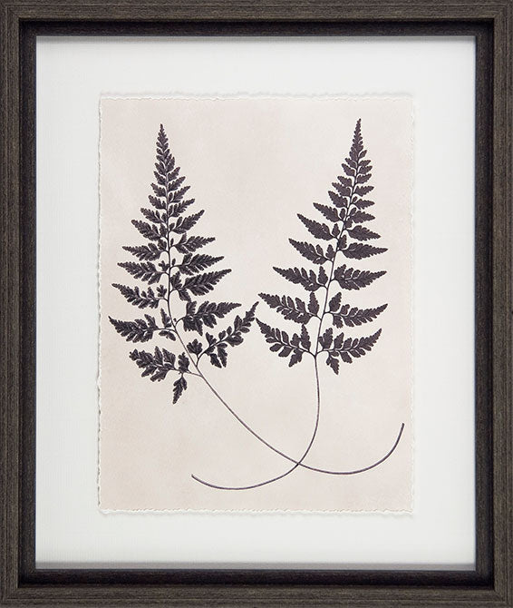 Vintage Fern Study Framed Pictures