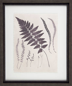 Vintage Fern Study Framed Pictures
