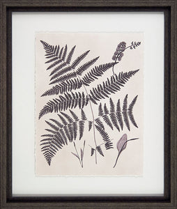 Vintage Fern Study Framed Pictures