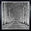 'Epernay Trees' Large Black & White Framed Print